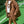 Girls leopard print jacket by Little Baddie with relaxed oversized fit, trendy boutique streetwear outerwear for ages 6 to 12, with cap